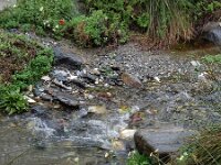 Bidens aurea 12, Saxifraga-Ed Stikvoort