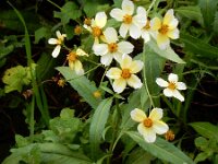 Bidens aurea 13, Saxifraga-Ed Stikvoort