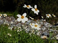Bidens aurea 2, Saxifraga-Ed Stikvoort