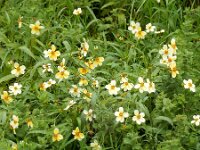 Bidens aurea 3, Saxifraga-Ed Stikvoort