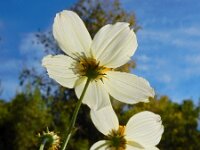 Bidens aurea 4, Saxifraga-Ed Stikvoort