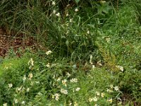 Bidens aurea 5, Saxifraga-Ed Stikvoort
