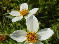 Bidens aurea 7, Saxifraga-Ed Stikvoort