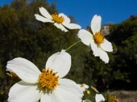 Bidens aurea 8, Saxifraga-Ed Stikvoort