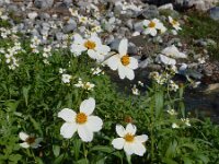 Bidens aurea 9, Saxifraga-Ed Stikvoort