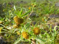 Bidens cernua 10, Knikkend tandzaad, Saxifraga-Rutger Barendse