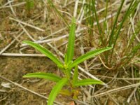 Bidens cernua 11, Knikkend tandzaad, Saxifraga-Rutger Barendse