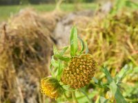 Bidens cernua 12, Knikkend tandzaad, Saxifraga-Rutger Barendse