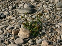 Bidens cernua 13, Knikkend tandzaad, Saxifraga-Dirk Hilbers