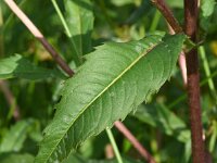 Bidens cernua 17, Knikkend tandzaad, Saxifraga-Sonja Bouwman