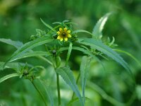 Bidens cernua 2, Knikkend tandzaad, Saxifraga-Dirk Hilbers