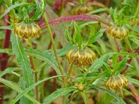 Bidens cernua 20, Knikkend tandzaad, Saxifraga-Hans Grotenhuis