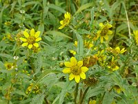 Bidens cernua 21, Knikkend tandzaad, Saxifraga-Hans Grotenhuis