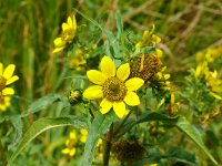Bidens cernua 22, Knikkend tandzaad, Saxifraga-Hans Grotenhuis