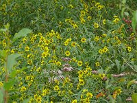 Bidens cernua 23, Knikkend tandzaad, Saxifraga-Hans Grotenhuis