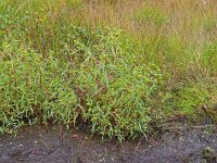 Bidens cernua 24, Knikkend tandzaad, Saxifraga-Hans Grotenhuis