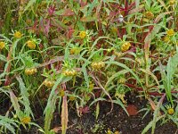 Bidens cernua 25, Knikkend tandzaad, Saxifraga-Hans Grotenhuis
