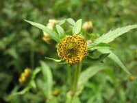 Bidens cernua 3, Knikkend tandzaad, Saxifraga-Rutger Barendse