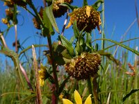 Bidens cernua 32, Knikkend tandzaad, Saxifraga-Ed Stikvoort