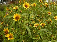 Bidens cernua 33, Knikkend tandzaad, Saxifraga-Ed Stikvoort