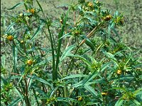 Bidens cernua 4, Knikkend tandzaad, Saxifraga-Piet Zomerdijk