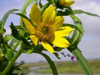 Bidens cernua 5, Knikkend tandzaad, Saxifraga-Peter Meininger