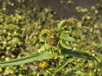 Bidens cernua 6, Knikkend tandzaad, Saxifraga-Jan van der Straaten