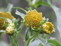 Bidens cernua 7, Knikkend tandzaad, Saxifraga-Rutger Barendse