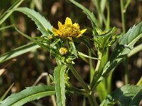 Bidens cernua 8, Knikkend tandzaad, Saxifraga-Peter Meininger