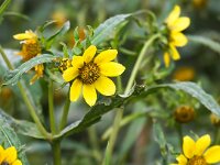 Bidens cernua 9, Knikkend tandzaad, Saxifraga-Bart Vastenhouw