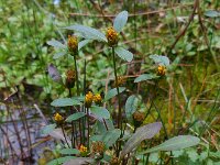 Bidens connata 12, Smal tandzaad, Saxifraga-Ed Stikvoort