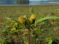 Bidens frondosa 19, Zwart tandzaad, Saxifraga-Ed Stikvoort : rattenstaartgras Grevelingendam s9900