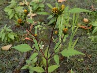 Bidens frondosa 22, Zwart tandzaad, Saxifraga-Ed Stikvoort : grote biesvaren IJzeren Man Vught A900
