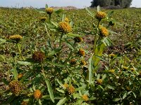 Bidens radiata 9, Riviertandzaad, Saxifraga-Ed Stikvoort : Beuningerwaard en Ewijkplaat s9900