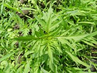 Bidens tripartita 10, Veerdelig tandzaad, Saxifraga-Rutger Barendse