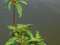 Bidens tripartita 11, Veerdelig tandzaad, Saxifraga-Ed Stikvoort