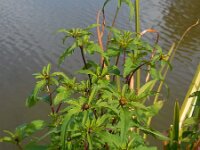 Bidens tripartita 12, Veerdelig tandzaad, Saxifraga-Ed Stikvoort