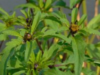 Bidens tripartita 13, Veerdelig tandzaad, Saxifraga-Ed Stikvoort