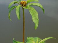 Bidens tripartita 14, Veerdelig tandzaad, Saxifraga-Ed Stikvoort