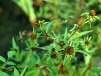 Bidens tripartita 2, Veerdelig tandzaad, Saxifraga-Piet Zomerdijk