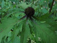 Bidens tripartita 3, Veerdelig tandzaad, Saxifraga-Rutger Barendse