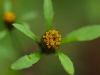 Bidens tripartita 4, Veerdelig tandzaad, Saxifraga-Rudmer Zwerver