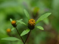 Bidens tripartita 5, Veerdelig tandzaad, Saxifraga-Rudmer Zwerver