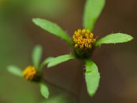 Bidens tripartita 6, Veerdelig tandzaad, Saxifraga-Rudmer Zwerver