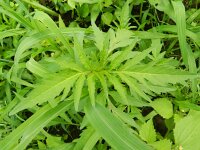 Bidens tripartita 7, Veerdelig tandzaad, Saxifraga-Rutger Barendse