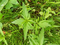 Bidens tripartita 8, Veerdelig tandzaad, Saxifraga-Rutger Barendse