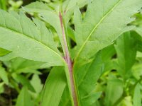Bidens tripartita 9, Veerdelig tandzaad, Saxifraga-Rutger Barendse