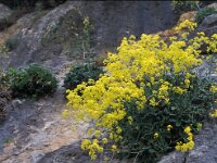 Biscutella frutescens 3, Saxifraga-Piet Zomerdijk