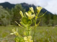 Biscutella laevigata 11, Saxifraga-Ed Stikvoort