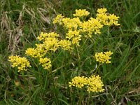 Biscutella laevigata 14, Saxifraga-Harry Jans